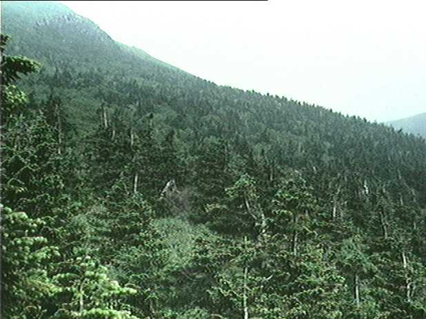 アオモリトドマツの森