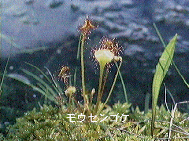 モウセンゴケ