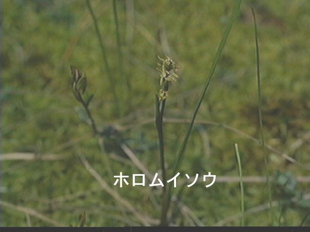 ホロムイソウ