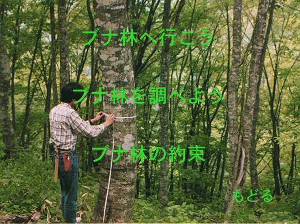 ブナ林メニュー