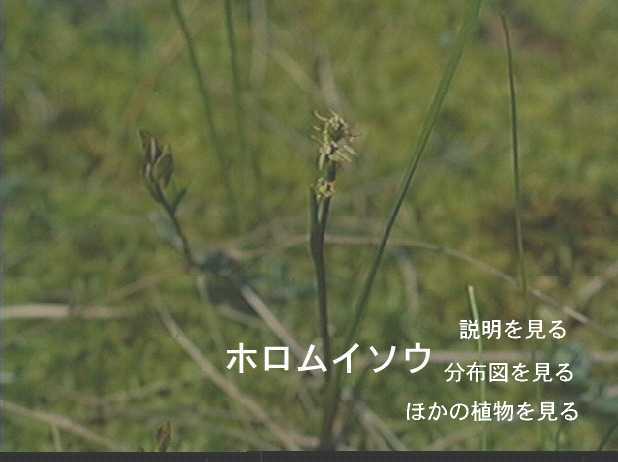 ホロムイソウ