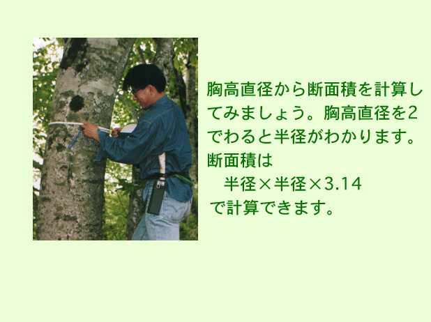 木の太さ