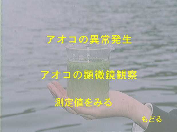 アオコの発生
