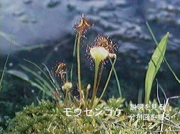モウセンゴケ